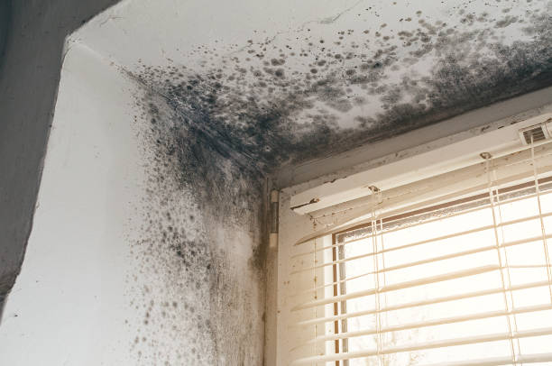 Affordable Commercial Mold Remediation solutions in Algonquin, MD